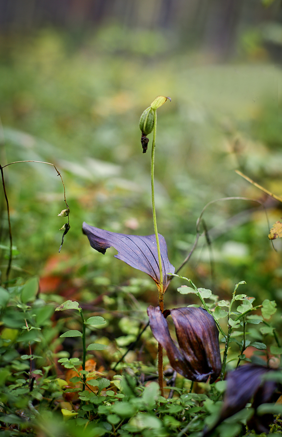 Изображение особи Cypripedium guttatum.