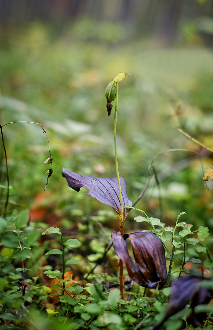 Image of Cypripedium guttatum specimen.