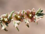familia Chenopodiaceae. Верхушка плодоносящего побега. Кыргызстан, Нарынская обл., левый берег р. Нарын, г. Нарын, на въезде около кафе. 24.09.2015.