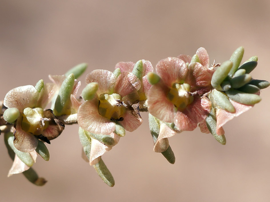 Image of familia Chenopodiaceae specimen.