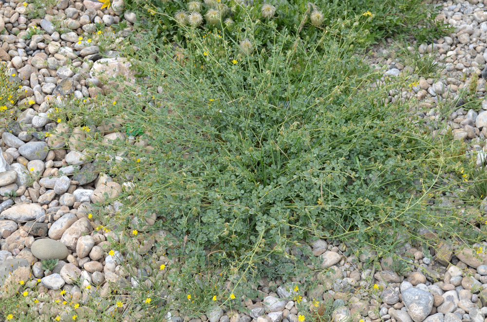 Image of Melilotoides pamirica specimen.