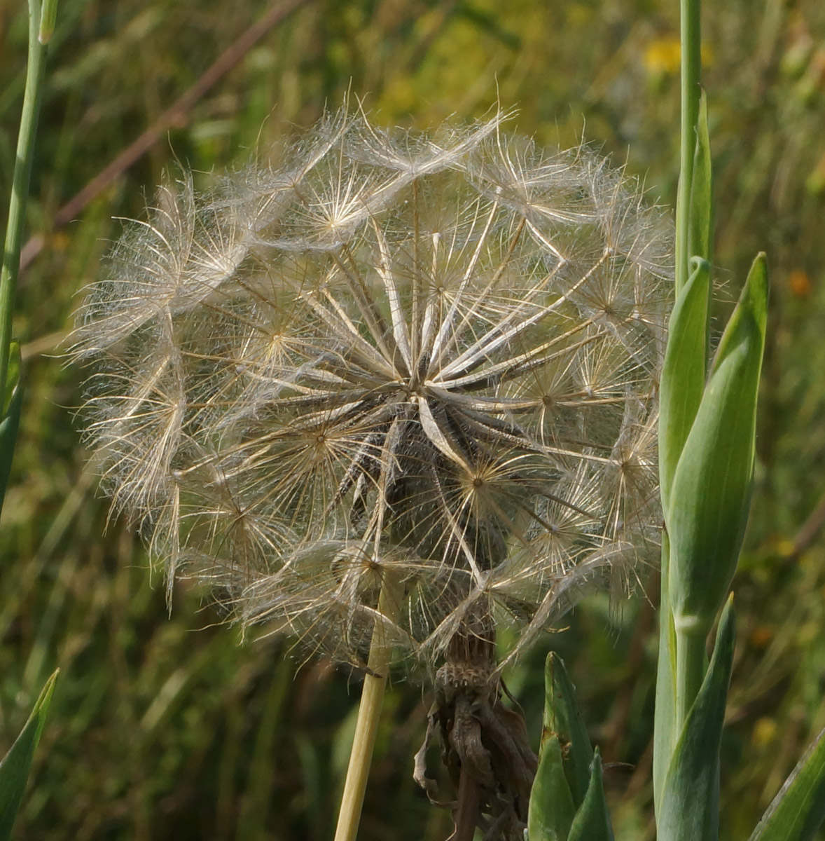 Изображение особи Tragopogon orientalis.