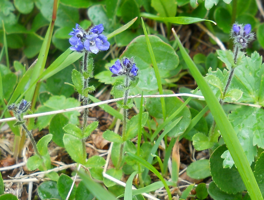 Image of Veronica alpina specimen.