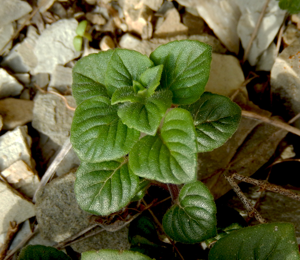 Image of Ziziphora graveolens specimen.