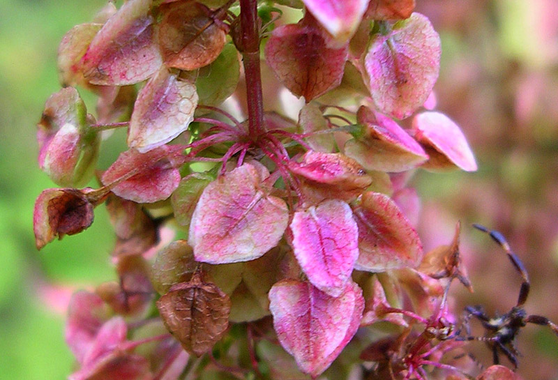 Изображение особи Rumex pseudonatronatus.