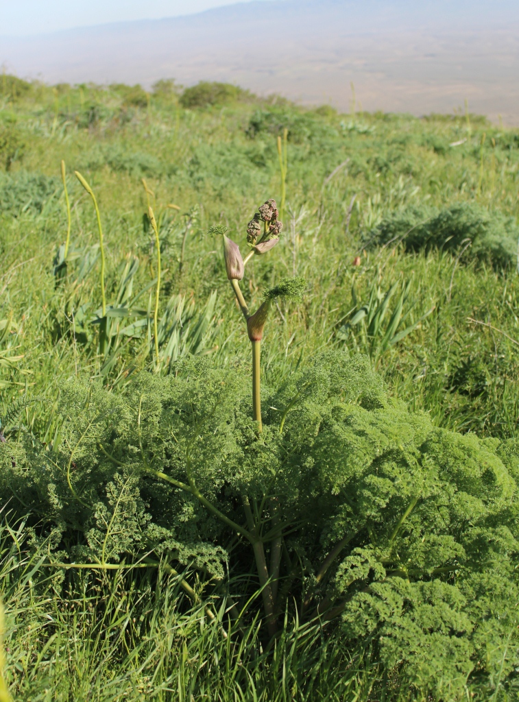 Изображение особи Ferula kopetdaghensis.