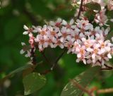 Padus avium subspecies pubescens. Соцветие. Иркутская обл., г. Иркутск, Ботанический сад ИГУ. 19.05.2015.