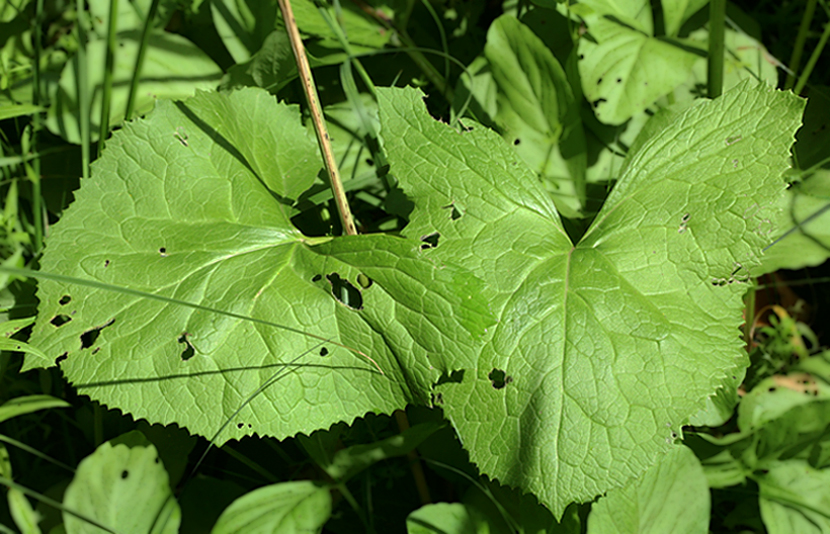 Image of Ligularia lydiae specimen.