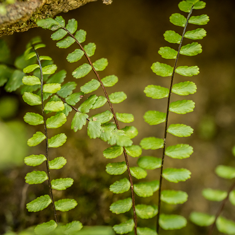 Image of Asplenium trichomanes specimen.