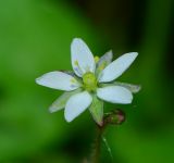 Spergula arvensis