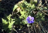 Geranium pseudosibiricum