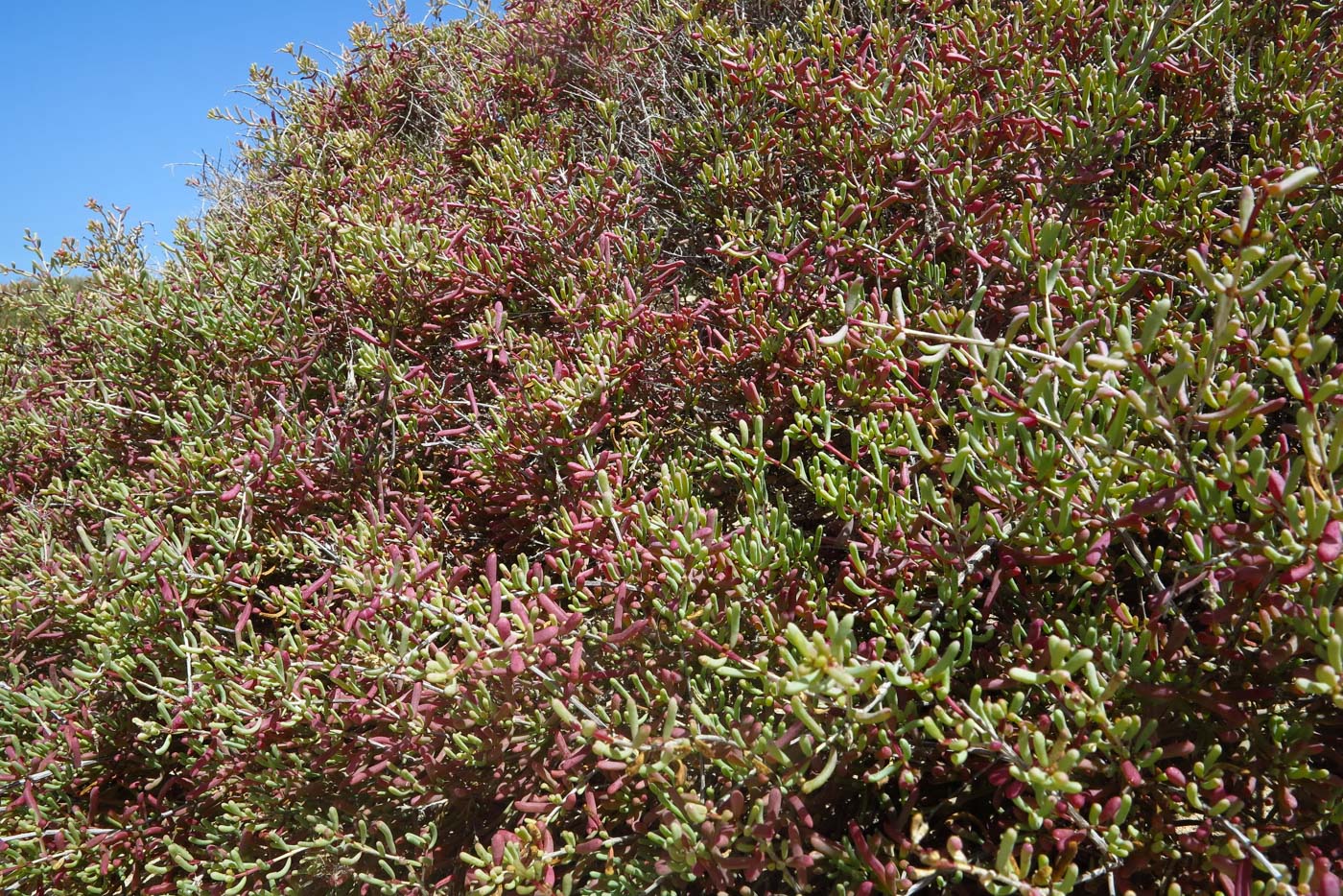 Изображение особи Salsola divaricata.