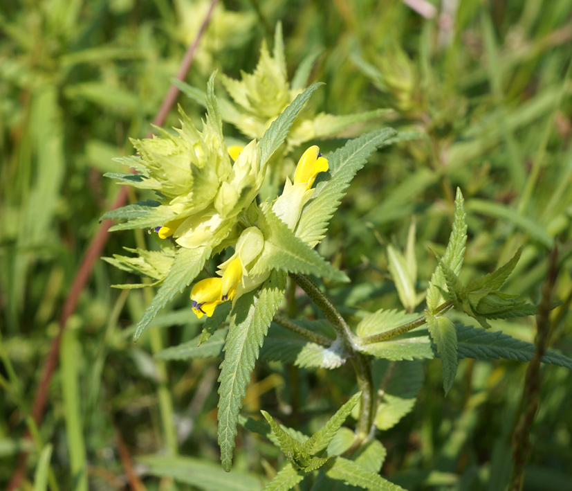 Изображение особи Rhinanthus vernalis.