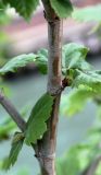 Platanus × acerifolia. Фрагмент осевого побега молодого деревца. Италия, Рим, остров Тиберина, берег Тибра. 07.04.2016.