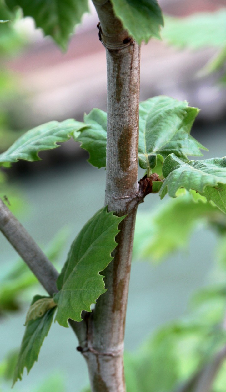 Image of Platanus &times; acerifolia specimen.