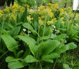 Primula macrocalyx