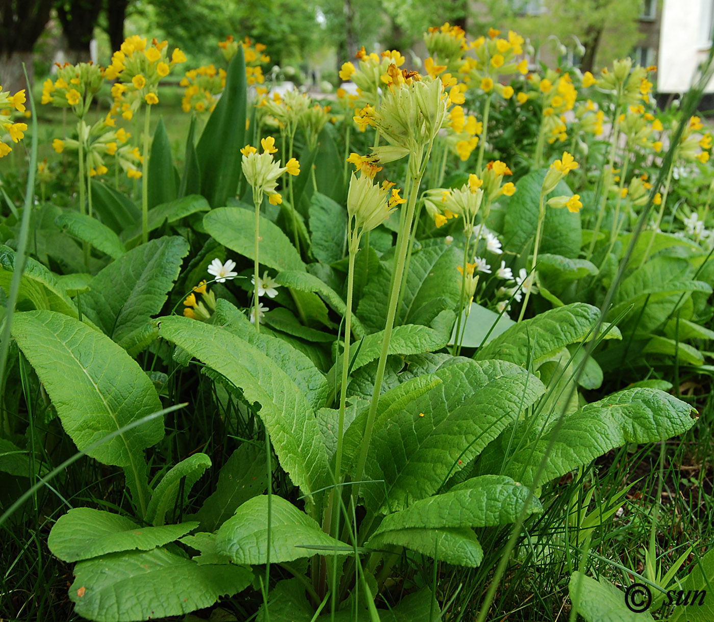 Изображение особи Primula macrocalyx.