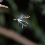 Launaea arborescens