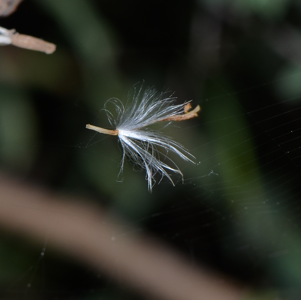 Image of Launaea arborescens specimen.