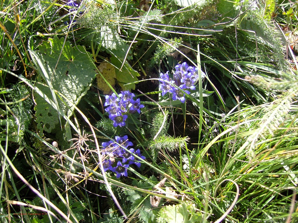 Изображение особи Gentiana septemfida.