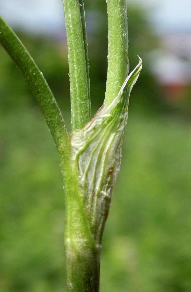 Изображение особи Trifolium ambiguum.