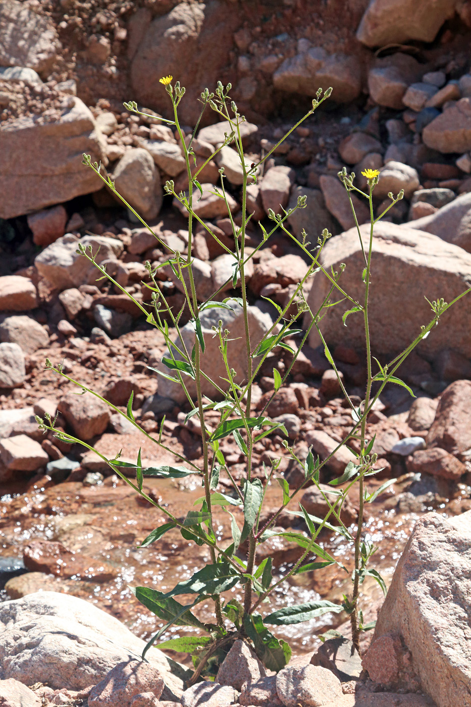 Image of Picris nuristanica specimen.