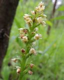 Pseudorchis albida. Верхушка соцветия. Коми, г. Печора, смешанный лес на окраине Печоры. 29.06.2016.