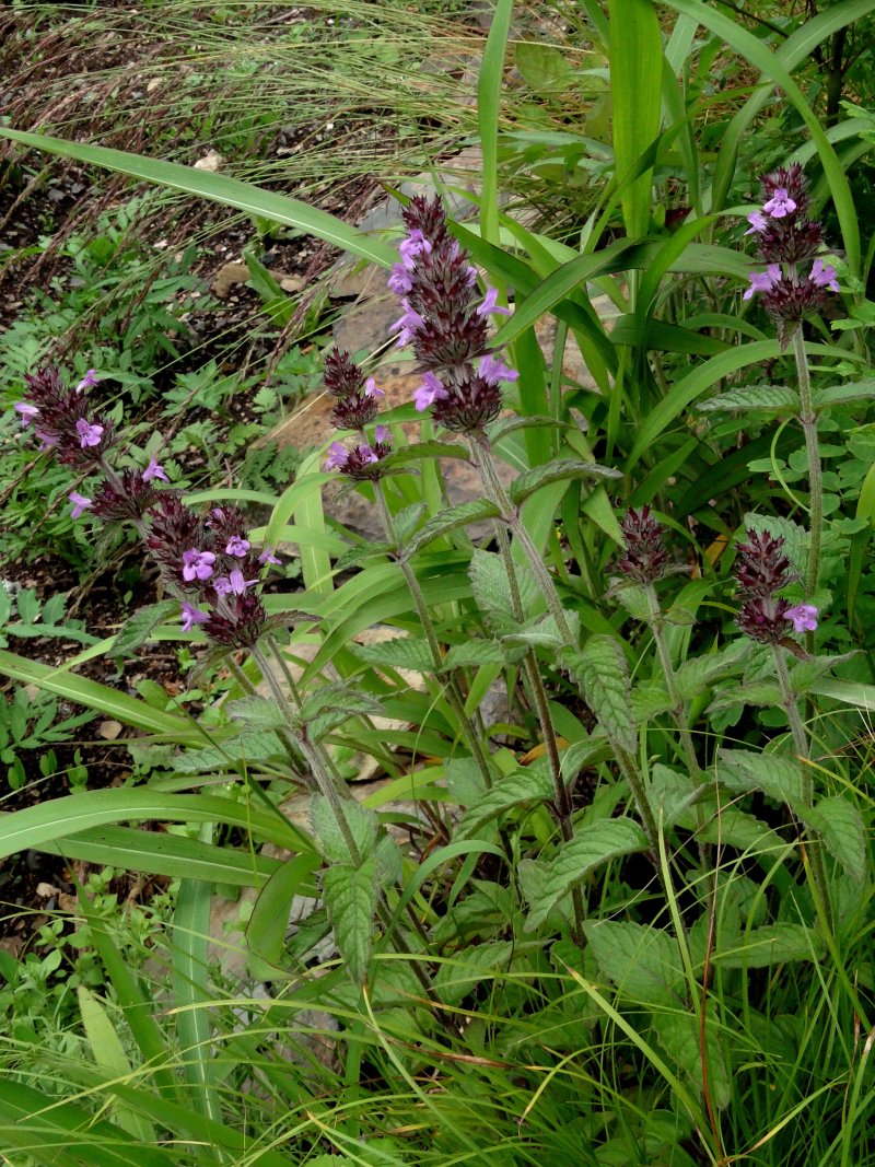 Image of Clinopodium chinense specimen.