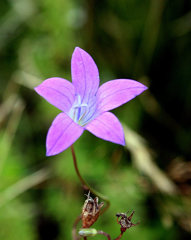 Image of Campanula patula specimen.
