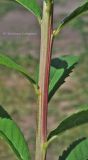 View full-size image Spiraea × billardii