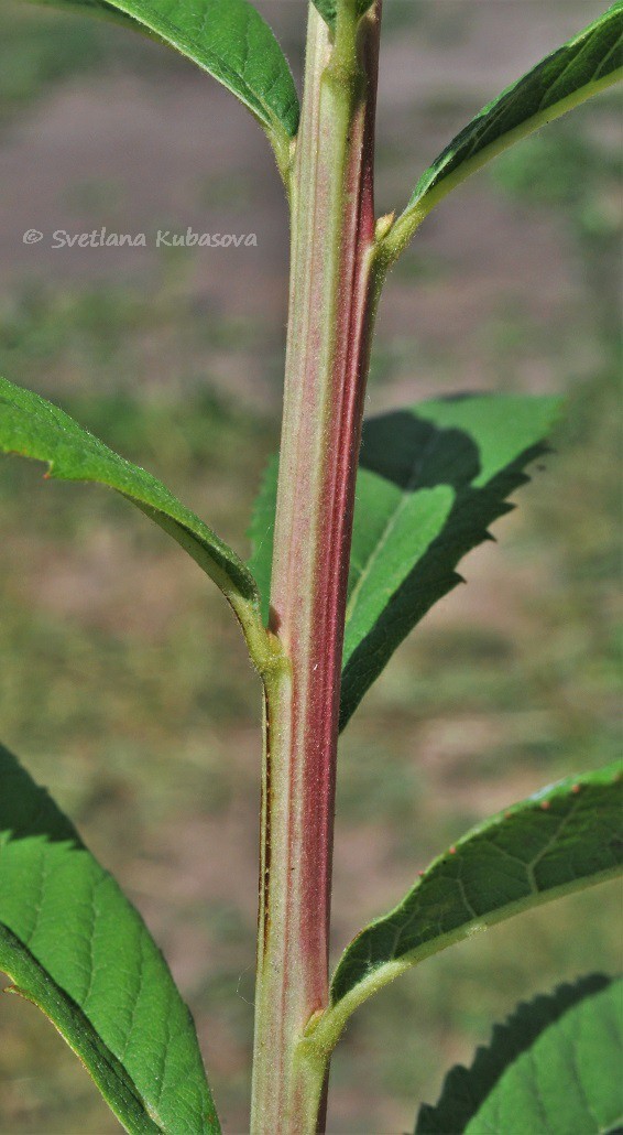 Image of Spiraea × billardii specimen.