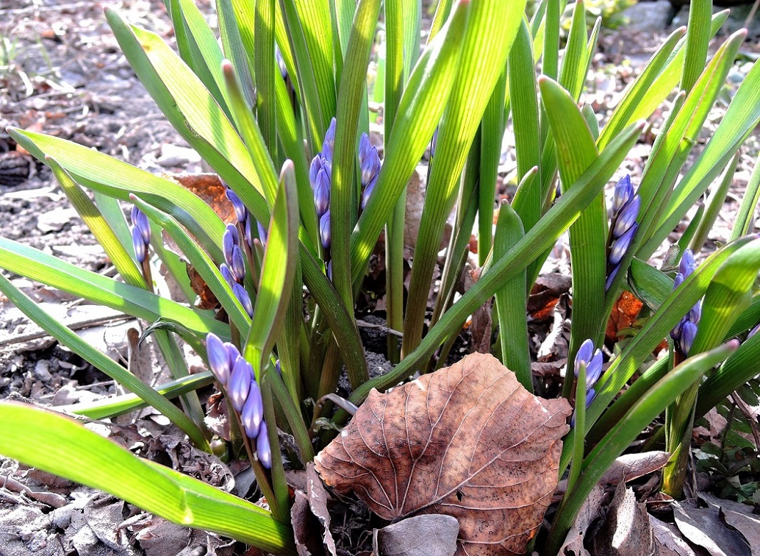 Изображение особи Chionodoxa forbesii.