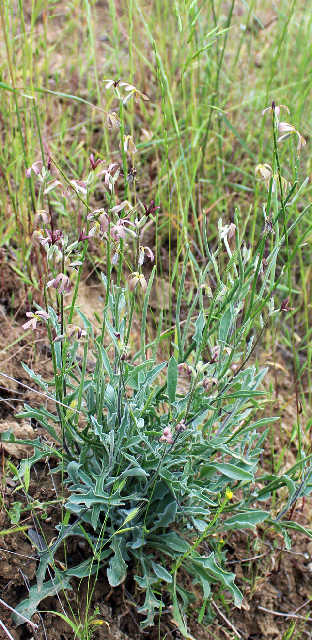 Image of Matthiola caspica specimen.