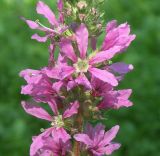 Lythrum salicaria. Часть соцветия. Беларусь, Гомельский дворцово-парковый комплекс. 07.08.2016.