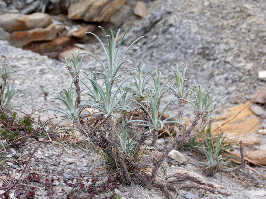 Image of Jurinea stoechadifolia specimen.