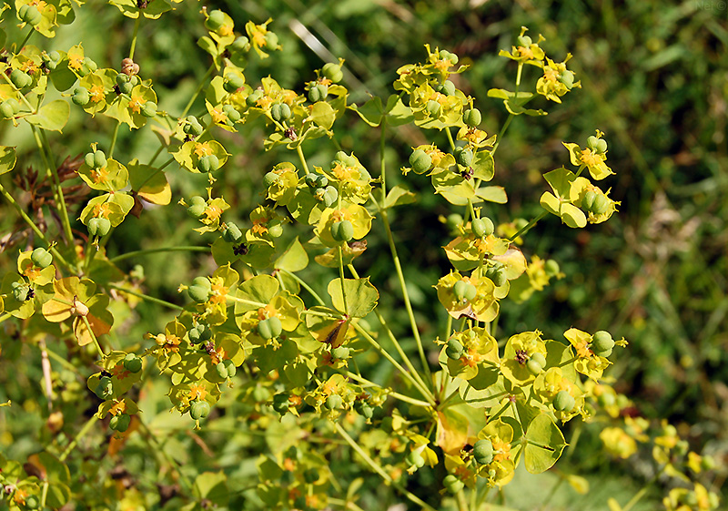 Image of Euphorbia virgata specimen.