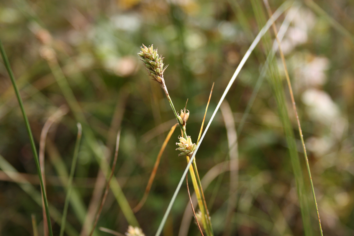 Image of Carex buxbaumii specimen.