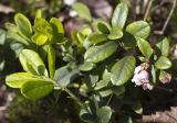 Vaccinium vitis-idaea. Верхушки молодых отрастающих и цветущих побегов. Тверская обл., Кимрский р-н, окр. дер. Ларцево, лес. 01.06.2016.