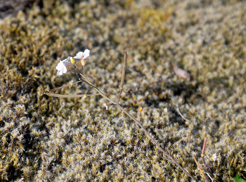 Image of Arabidopsis petraea specimen.