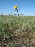 Erysimum canescens. Цветущее растение. Казахстан, Акмолинская обл., Тенгиз-Кургальджинская впадина, Кургальджинский запов., сев. берег оз. Есей, степь на солонцеватых суглинках. 17 мая 2016 г.