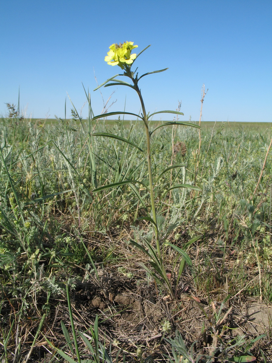 Image of Erysimum canescens specimen.