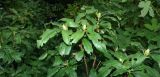 Rhododendron luteum. Верхушки побегов. Краснодарский край, Адлерский р-н, окр. пос. Красная Поляна, массив Бзерпи, гора Табунная, выс. ≈ 1900 м н.у.м. 20.09.2016.
