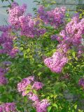 Syringa persica