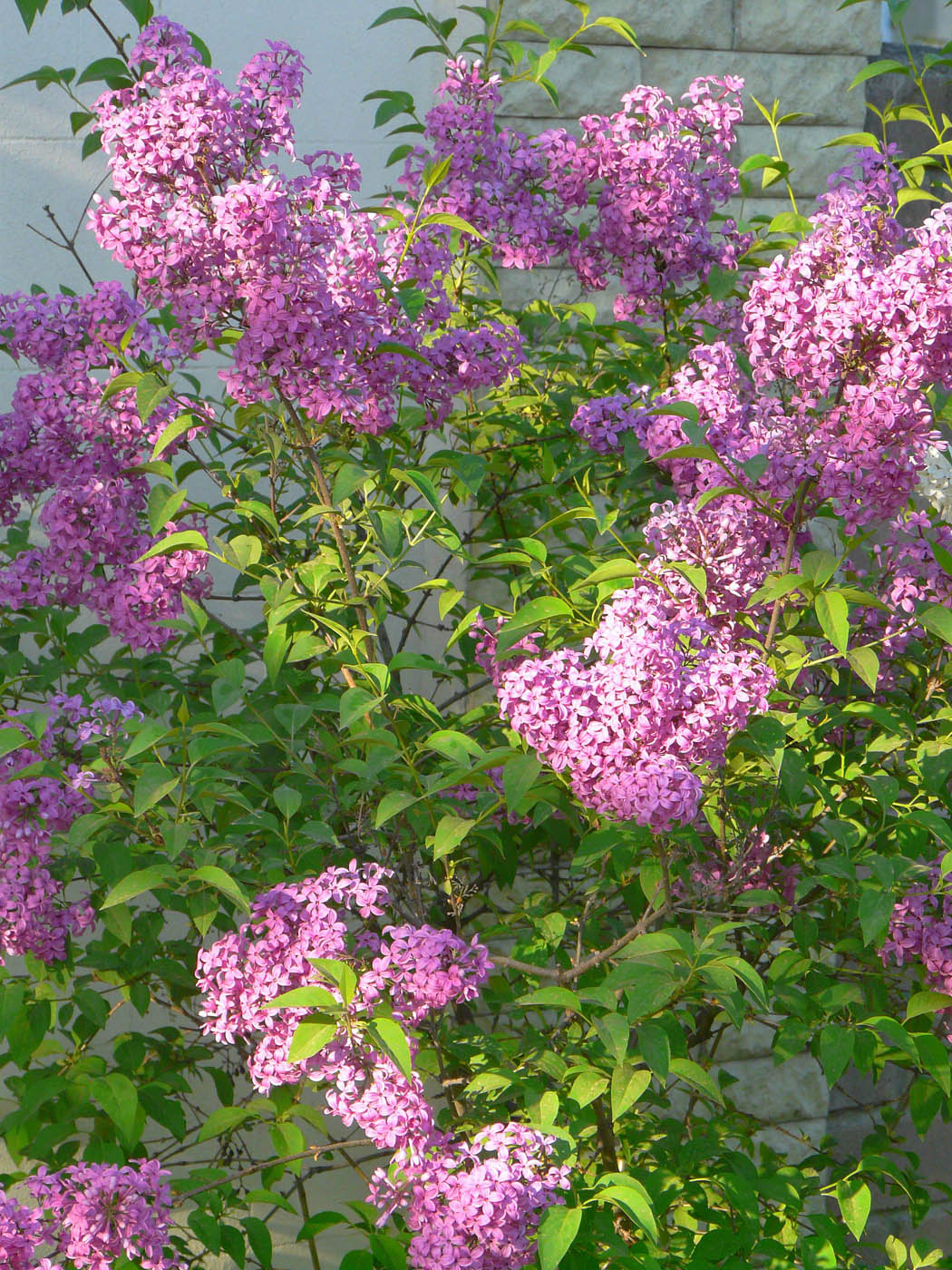 Изображение особи Syringa persica.