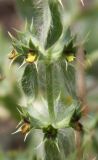 Sideritis montana