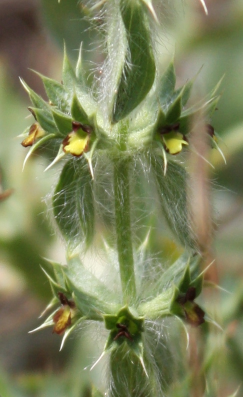 Image of Sideritis montana specimen.