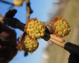 Larix sukaczewii