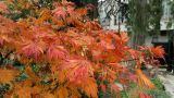 Acer palmatum. Часть кроны с листьями, принимающими осеннюю окраску. Крым, Южный Берег, Партенит, парк ЛОК \"Айвазовское\". 05.11.2016.