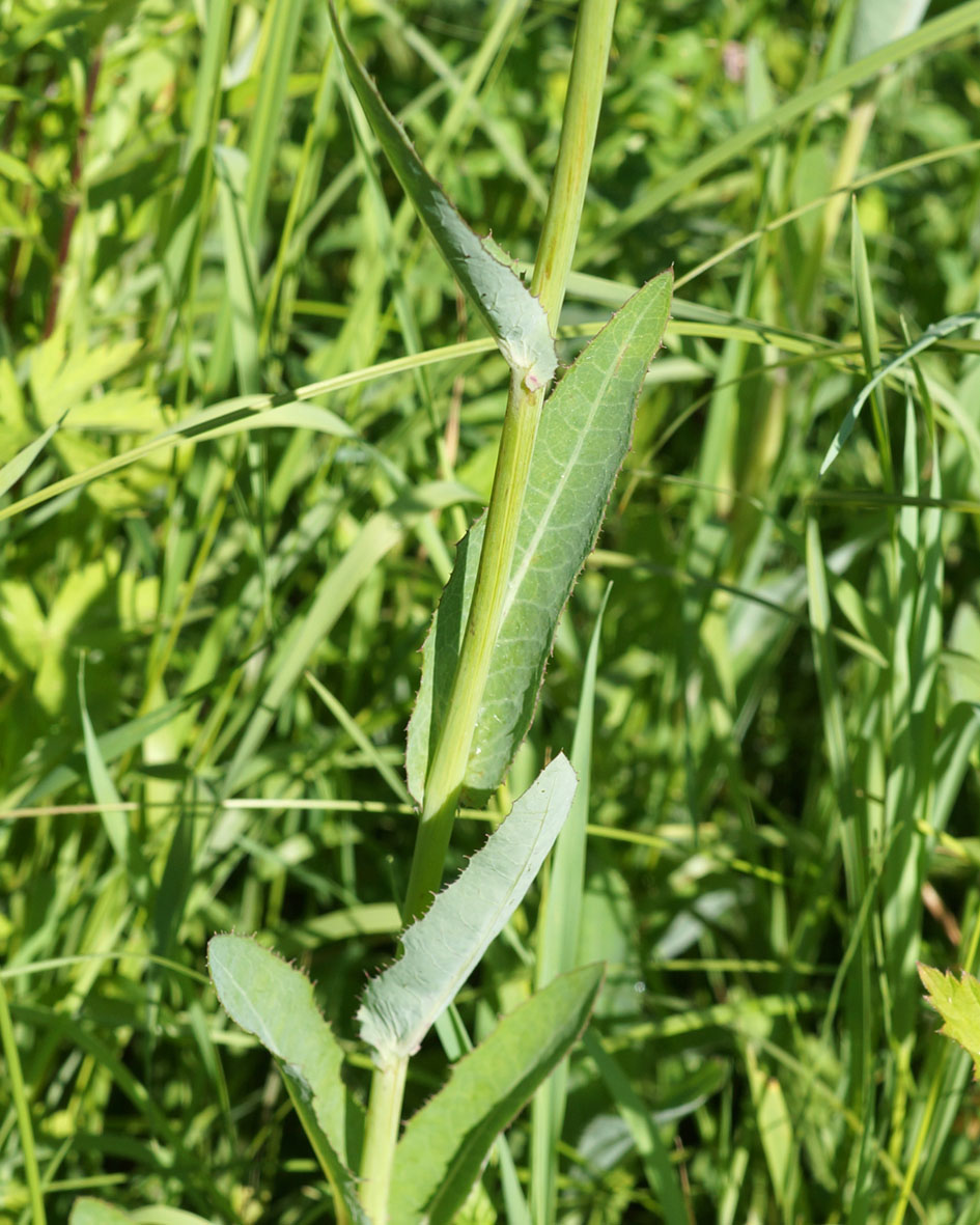 Изображение особи Sonchus arvensis.