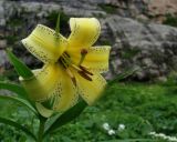 Lilium kesselringianum